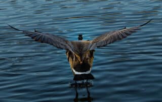 Large bird spreading its wings