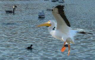 Another large white bird flying over lake with other birds