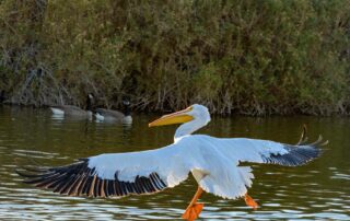 Large white bird gliding over the water