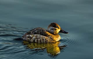 Duck swimming at Hesperia Lake