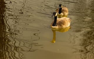 Birds swimming in Hesperia Lake