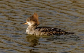 Duck swimming in water