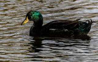 Green duck swimming in lake