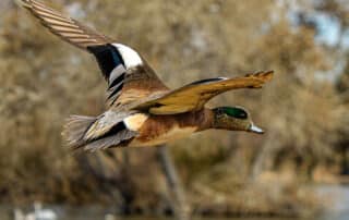 Duck flying in the air