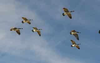 Flock of birds flying