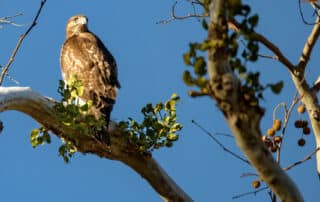 Another hawk perched in tree