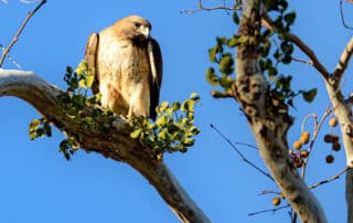 Hawk perched in tree