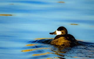 Duck swimming in lake