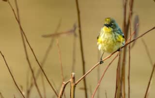 Small yellow bird peached on branch of plant