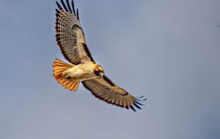 Hawk flying
